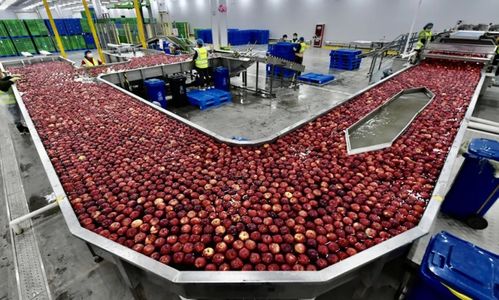 阿里 京東 拼多多的 農(nóng)業(yè)戰(zhàn)爭